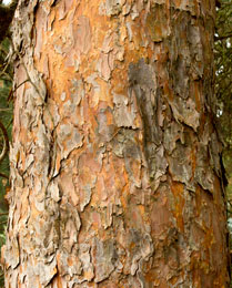 Scots Pine bark