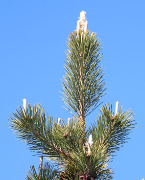 Pinus thunbergii terminal branches showing long white terminal shoots