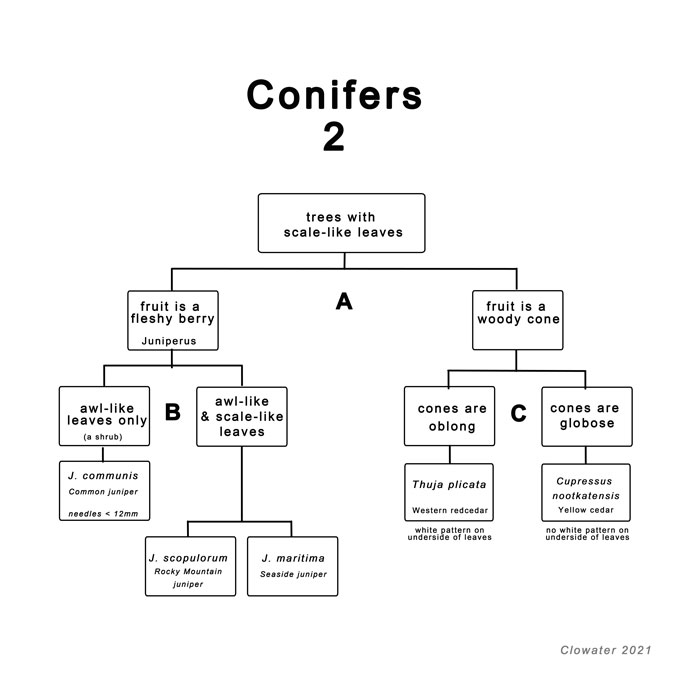 a dichotomous key to conifers with scale-lie leaves