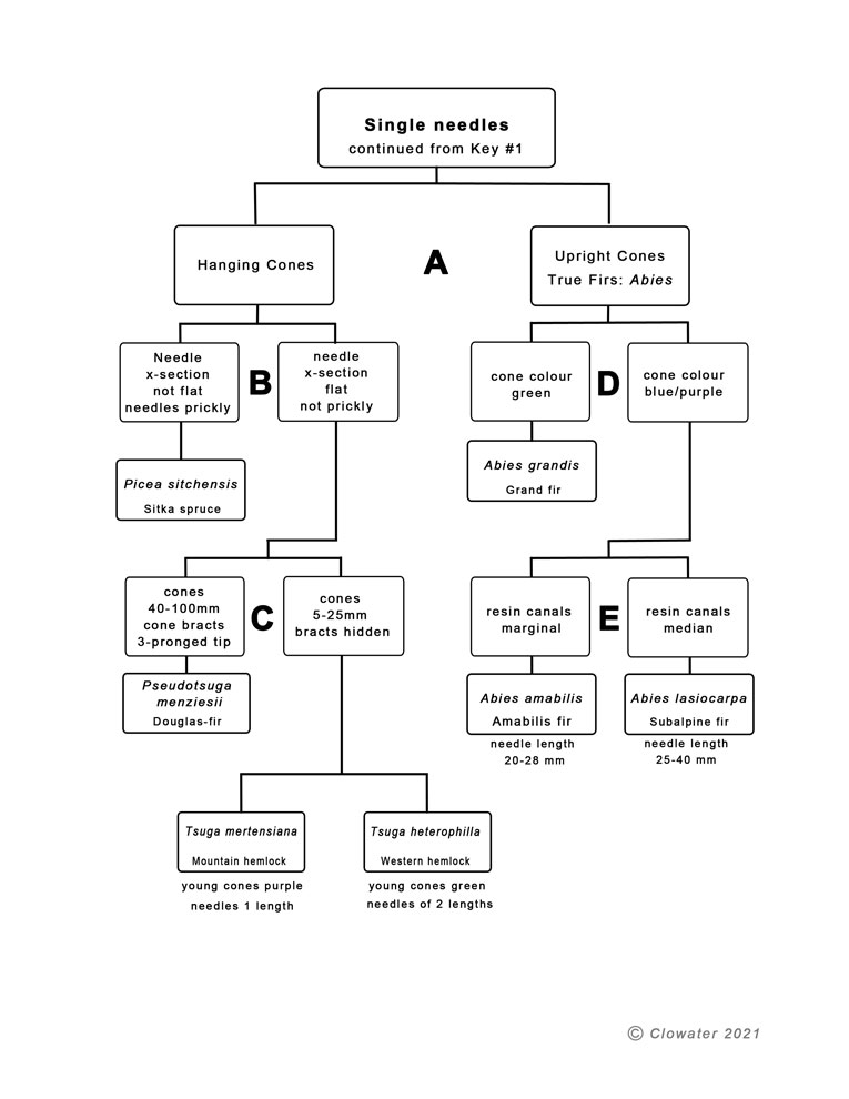 a dichotomous key to conifers with single needle-like leaves