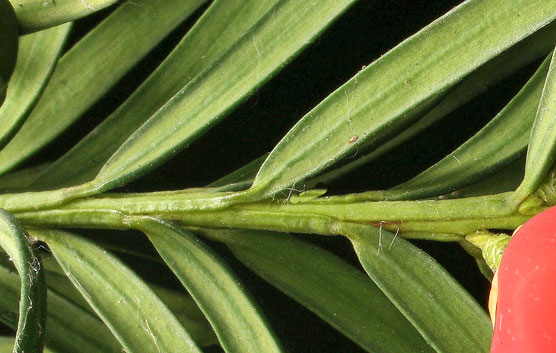 Closeup of yew needles showing needles attached to a decurrent petiole.